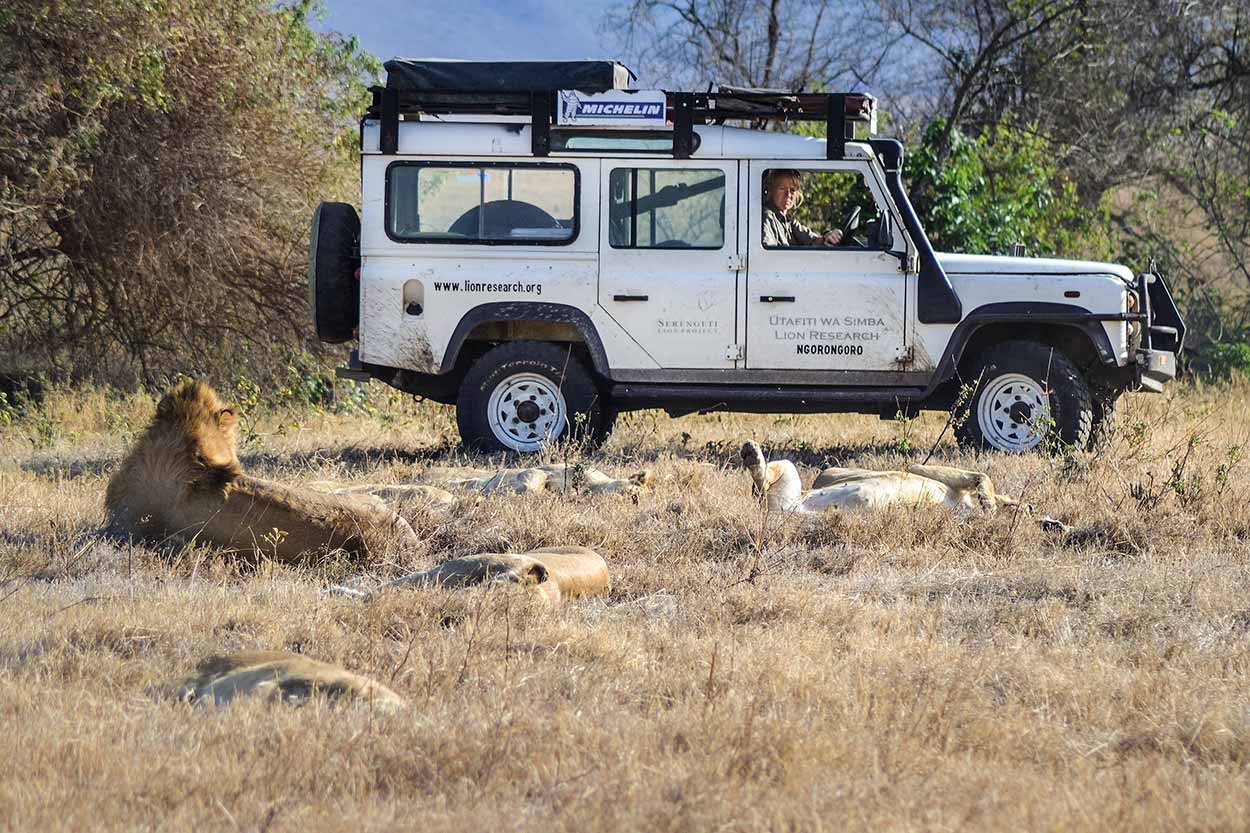Ingela driving close to a group of resting lions, getting close in order to see the whisker spot patterns, for correctly identify them all for the long term lion monitoring.
