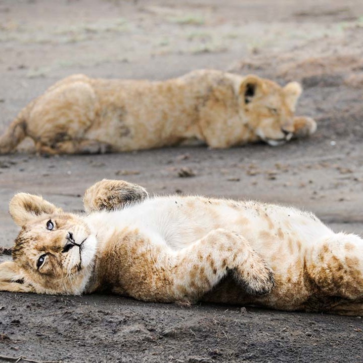 KopeLion, male lion cub, Ngorongoro Crater.