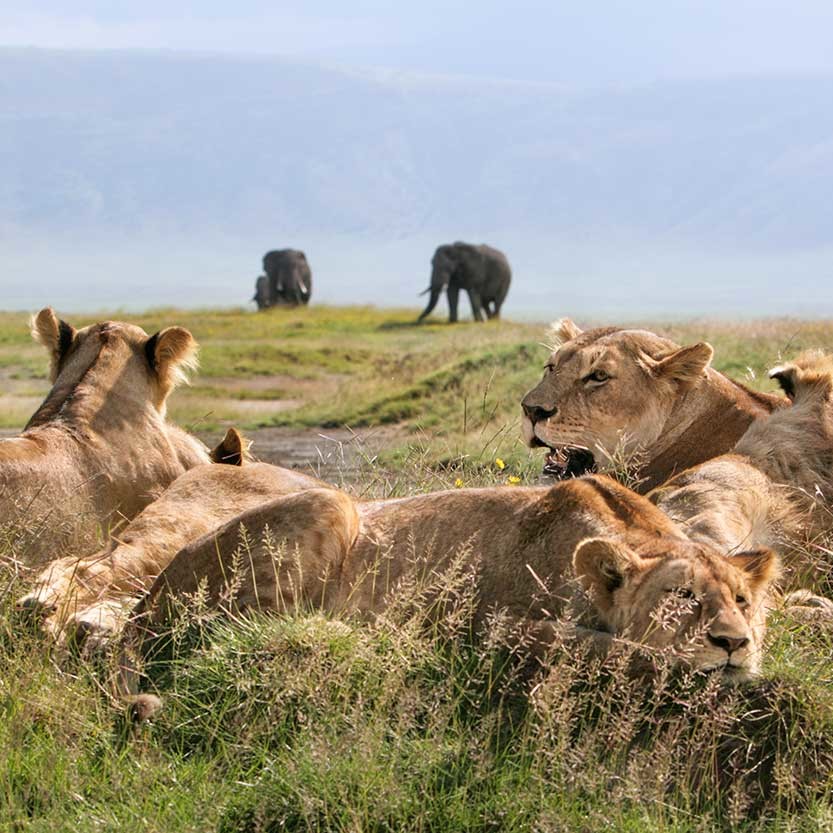 KopeLion, lakes lion pride, Ngorongoro Crater
