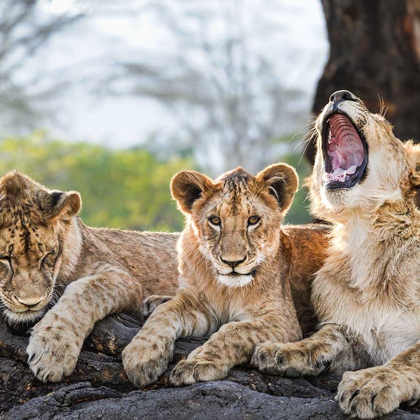KopeLion, Lagunita’s cubs of 2016 resting on a log in Elerai forest, Ngorongoro Crater.