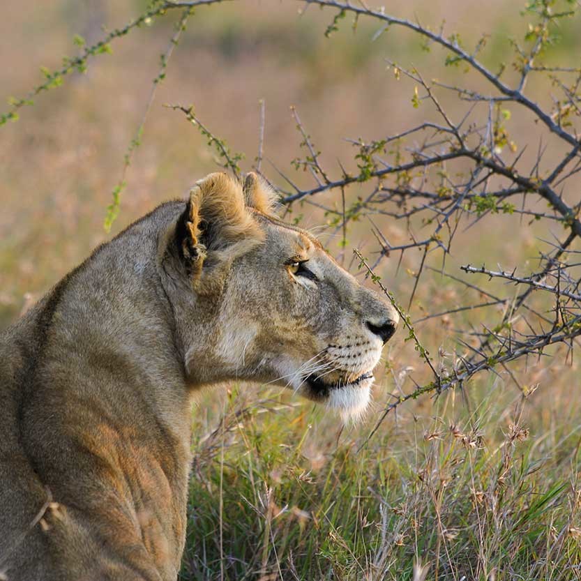 KopeLion, an adult lion female, Serengeti Nationalpark