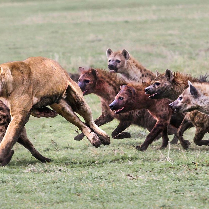 KopeLion, Hyenas chase a lioness, Ngorongoro Crater.
