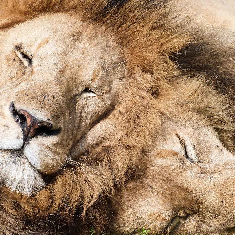 KopeLion, lion brothers in Ngorongoro Crater.