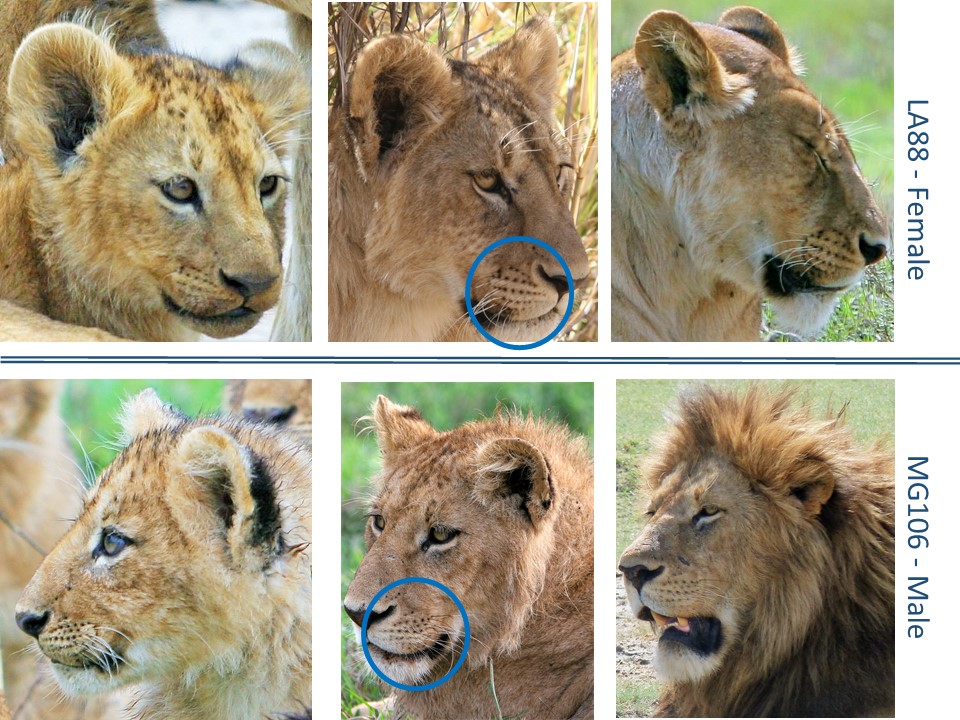 KopeLion lion whiskerspots