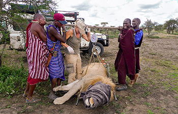 KopeLion Ingela and team weighing a male lion