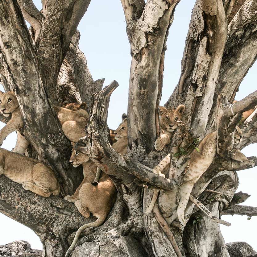 KopeLion, lion cubs in tree in Serengeti NP