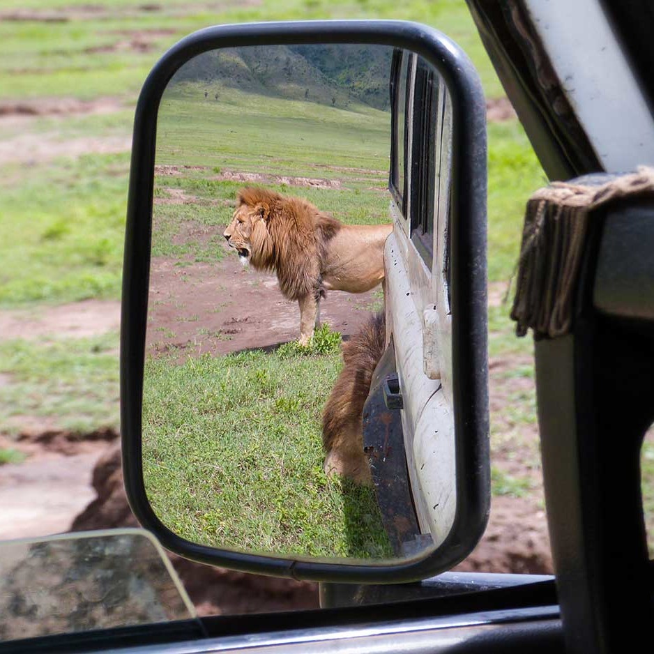 KopeLion, lion watning in the Ngorongoro crater