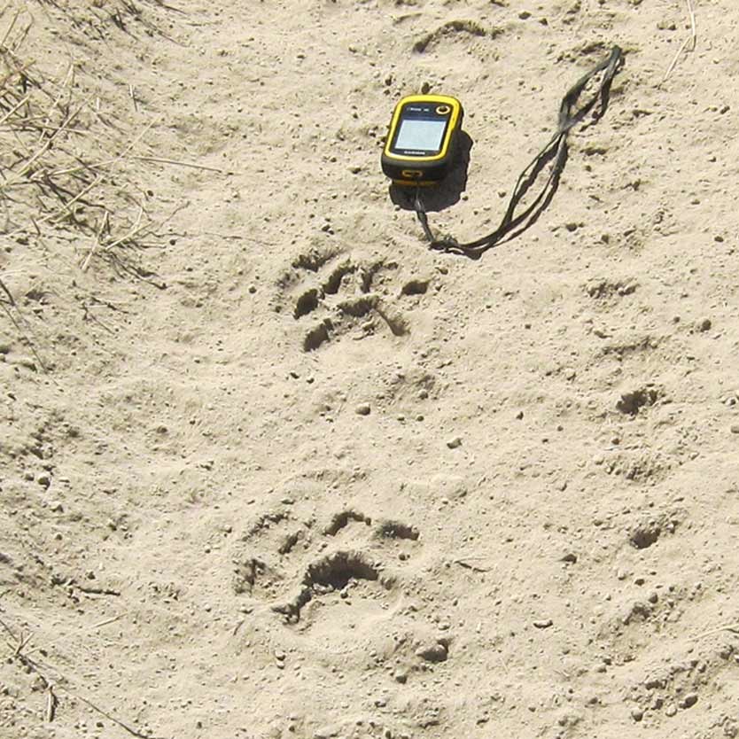 We collect a lot of lion data, for example gps-position of lion tracks.