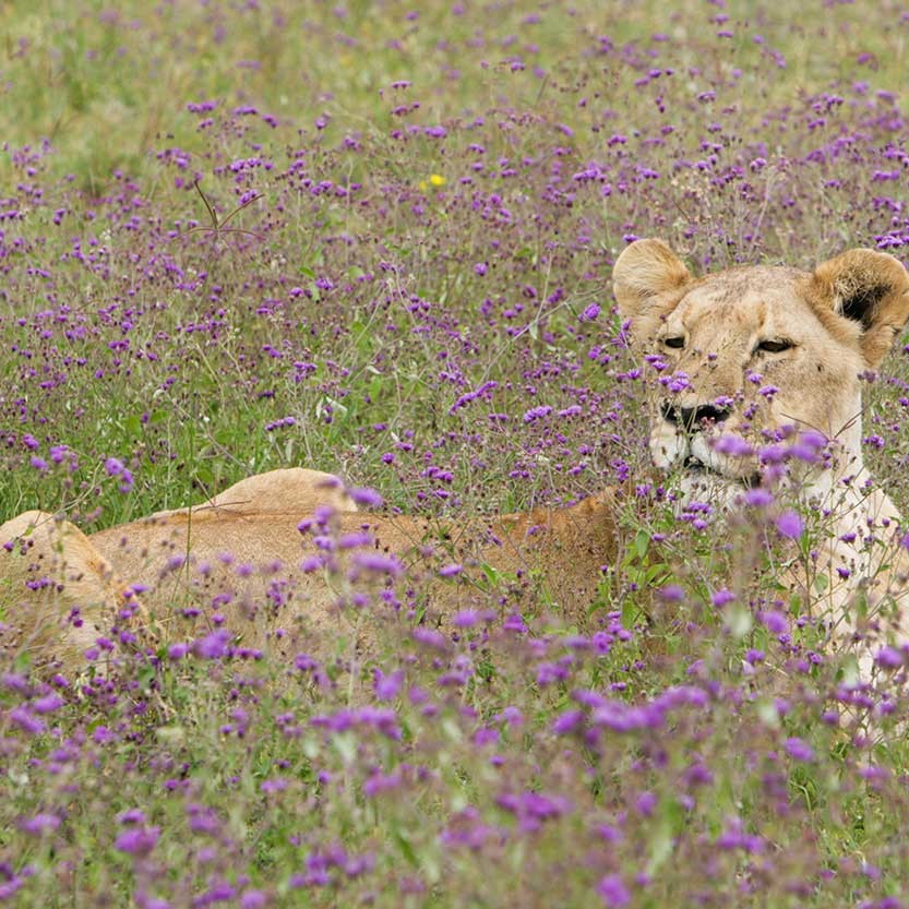 KopeLion, lioness in cordifolia gutemburgia flowers, Ngorongoro crater.