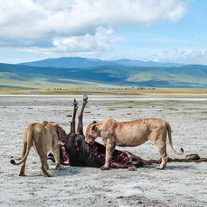 Kope Lion, Ngorongoro Crater, two lions with gnu kill.