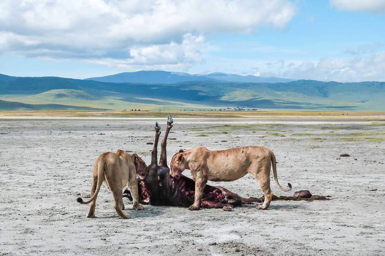 Kope Lion, Ngorongoro Crater, two lions with gnu kill.
