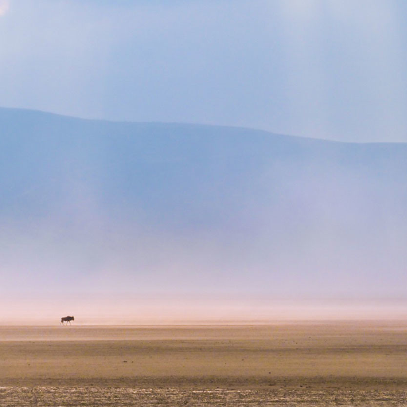 Lonely gnu in the Ngorongoro Crater