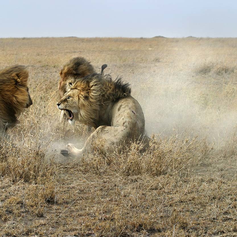 The greatest danger for male lions is other male lions.