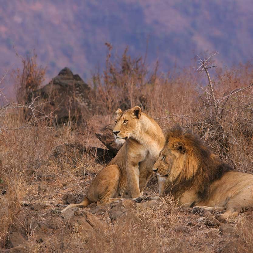 KopeLion, lions mating