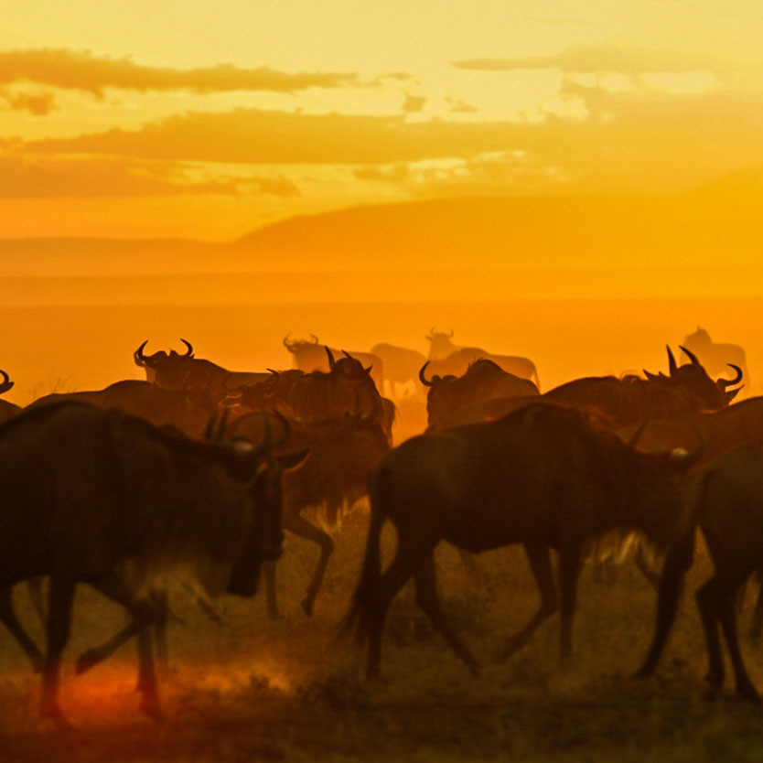 Serengeti’s vast plains filled with migrating gnus. The ground vibrates.