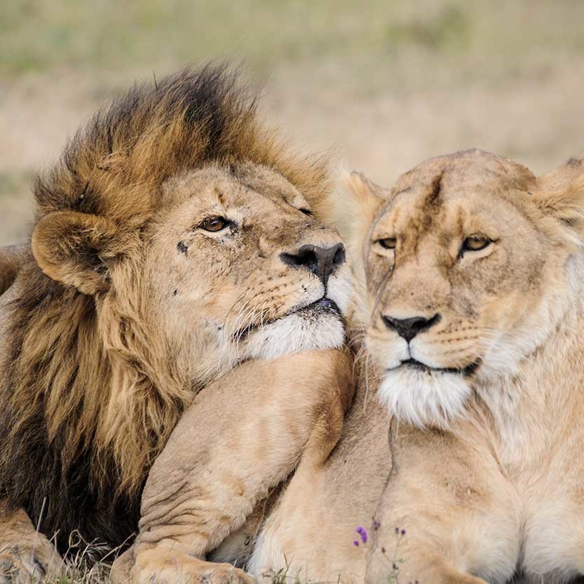 KopeLion, lions mating in the Ngorongoro Crater