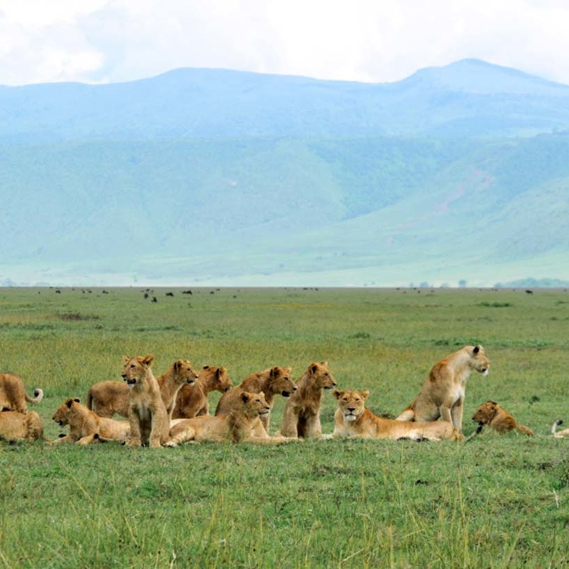 Munge pride cub boom, Ngorongoro Crater, may 2016.