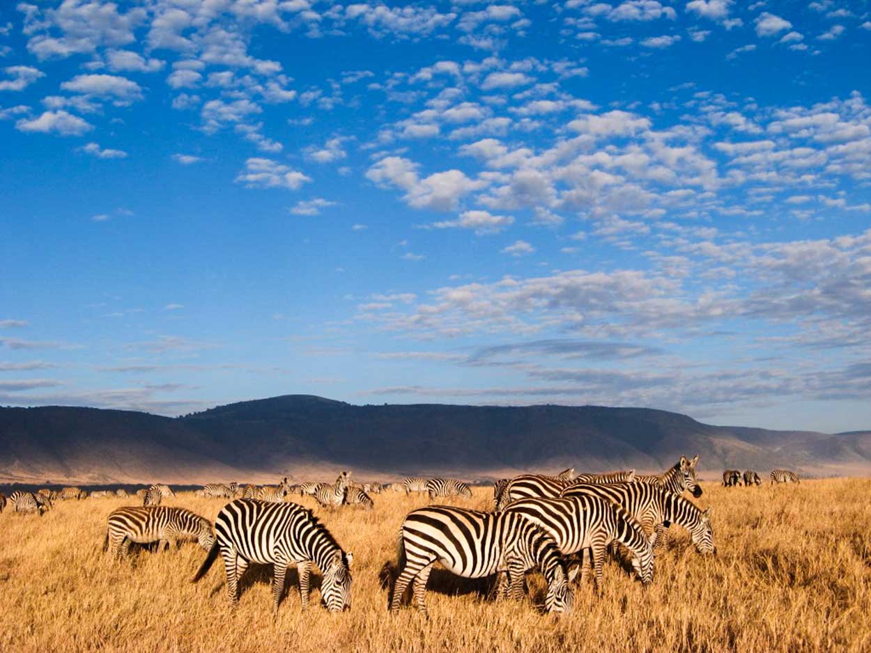 Zebras in Ngorongoro Conservation Area