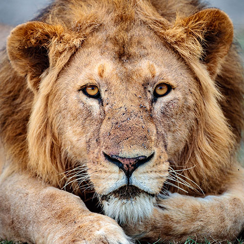 Ngorongoro Lions Conservation. We employ former Lion Hunters. Ngorongoro Lions Conservation. We employ former Lion Hunters.