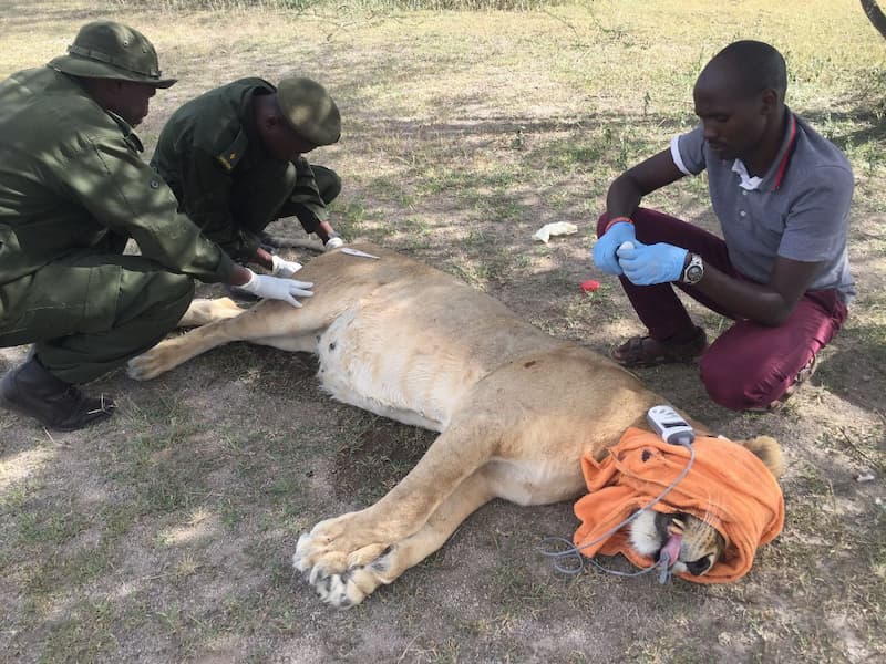 Recollaring Nadine this month to ensure that we can always inform herders of her whereabouts - protecting both livestock and lions. The Ngorongoro TAWIRI lion project have permission to collar an additional 2 lions, bringing the total to 8, which will help us mitigate more conflict and improve coexistence between humans and lions.