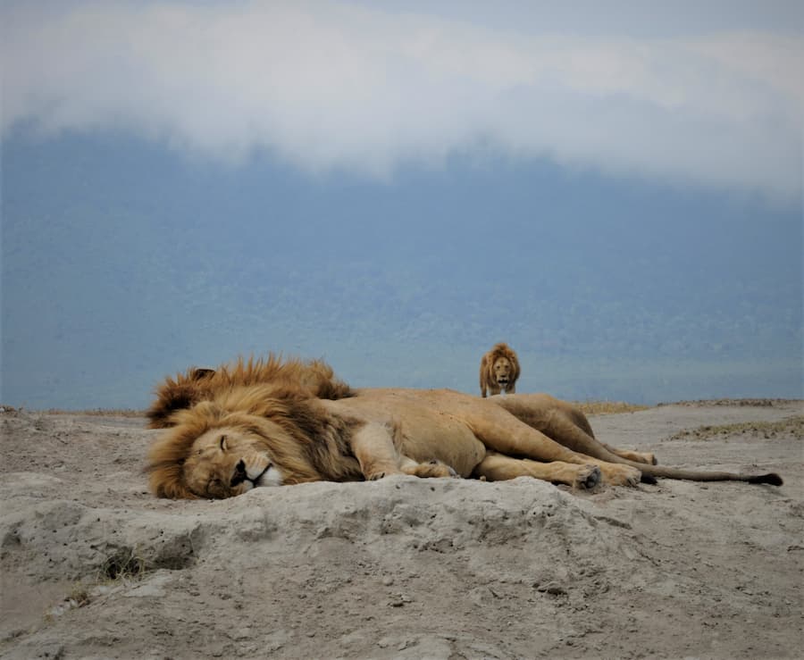 The Lake Quintett have ruled the Crater prides for the last few years, with other males unable to get a look in.