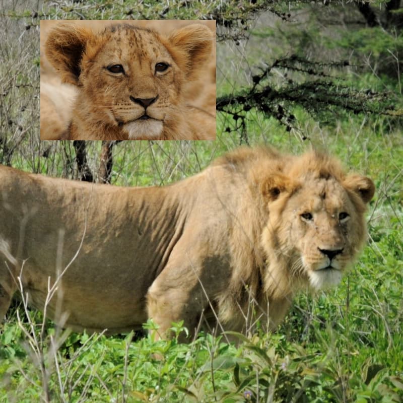 Lopirr Buddha seen here as a cub and now as a young male. Photo Roimen Lelya/Ingela Jansson