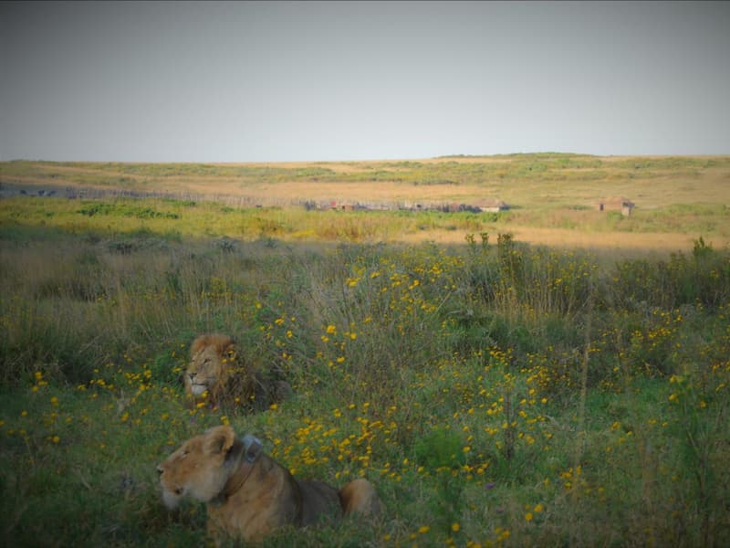 Noongoile seen with Titan Jr hidden by long grass in close proximity to a homestead. Photo Roimen Lelya